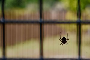 Spiders Free Fly Screens